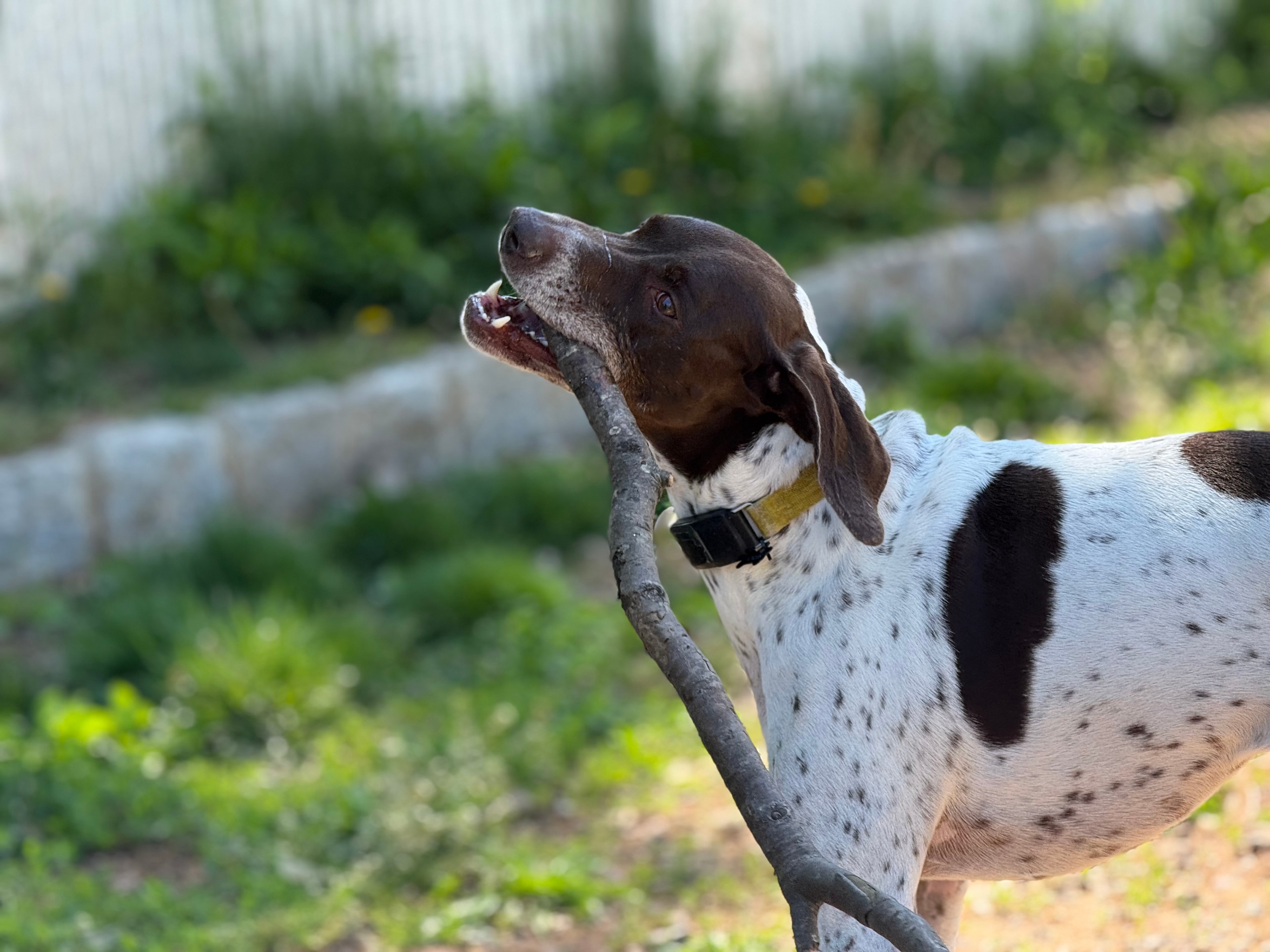 Caring pet service professional with a dog