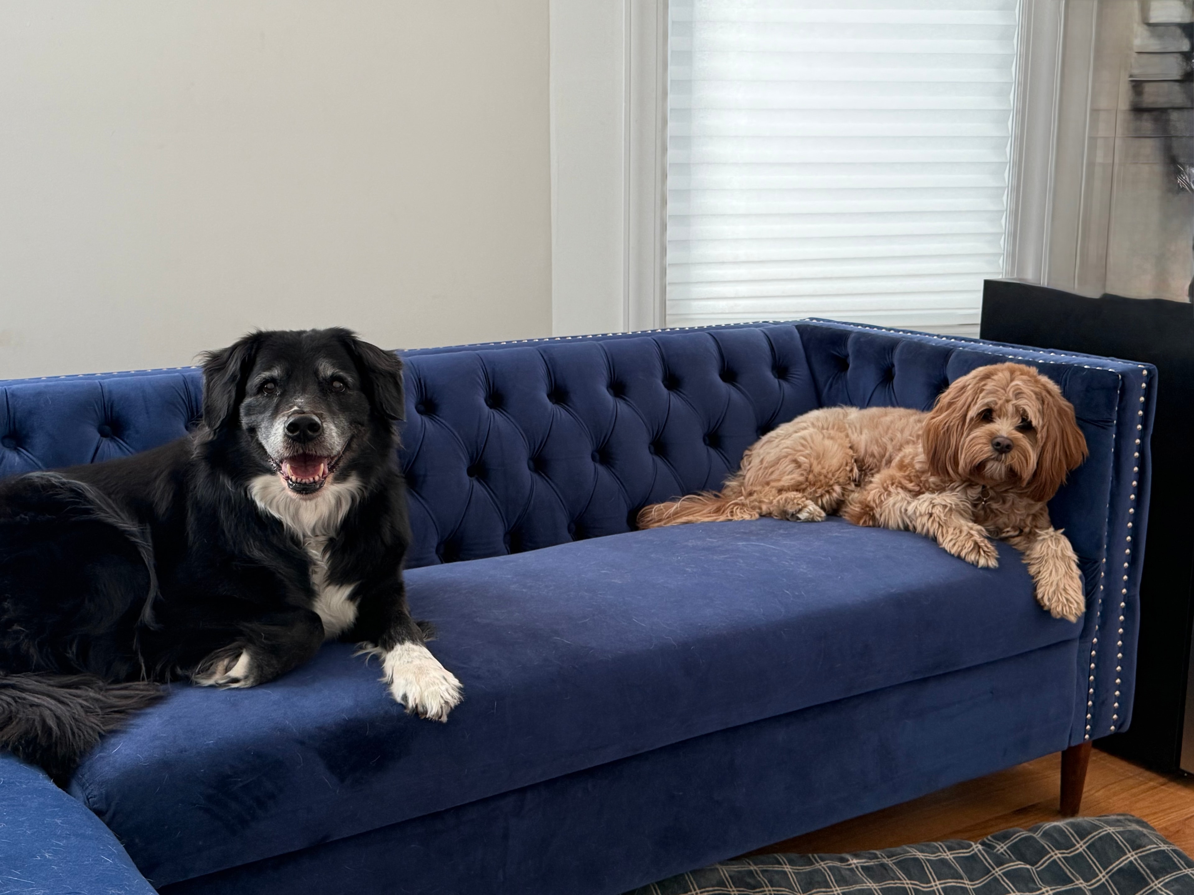 Dog Boarding