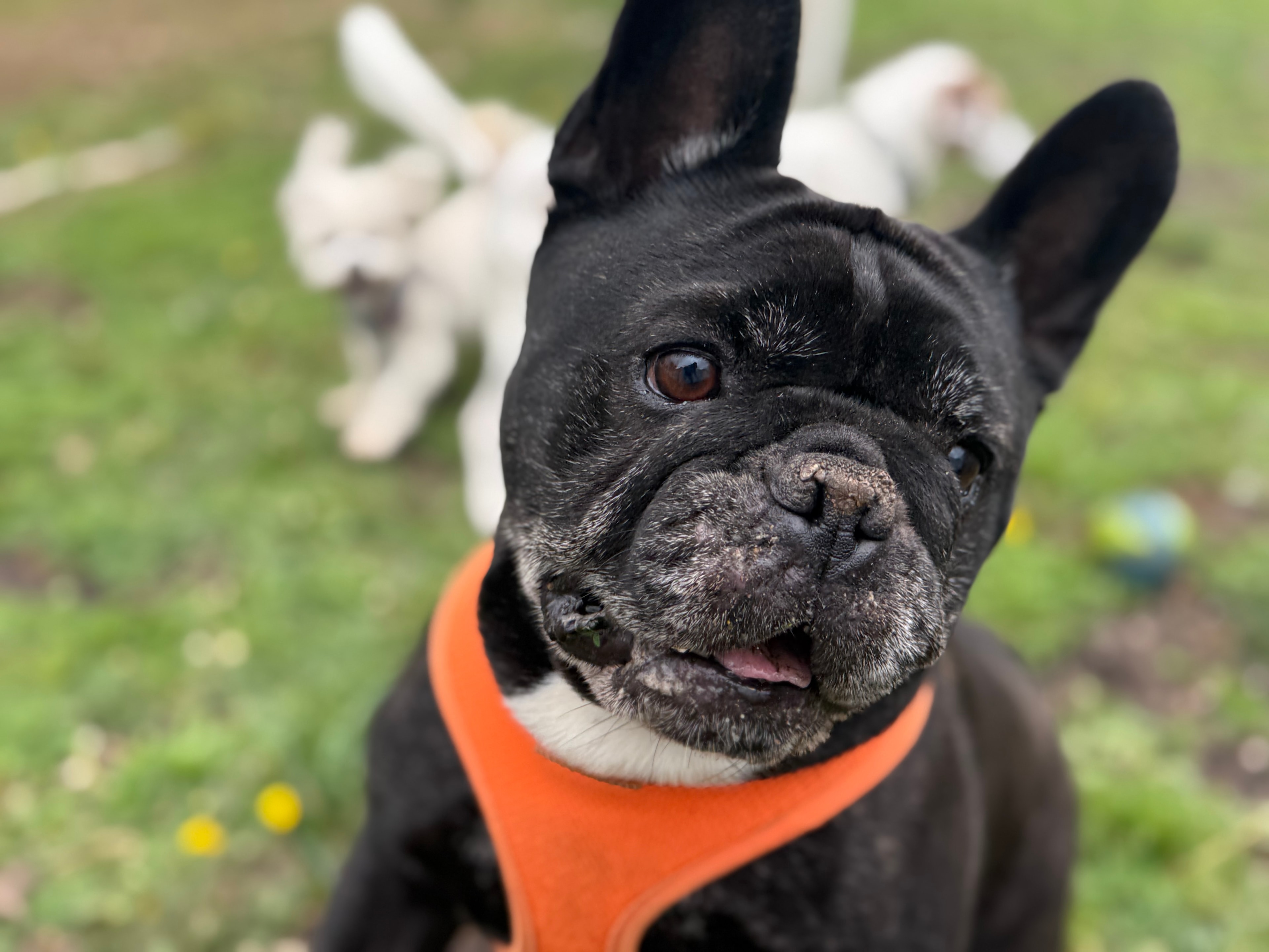 Doggie Daycare